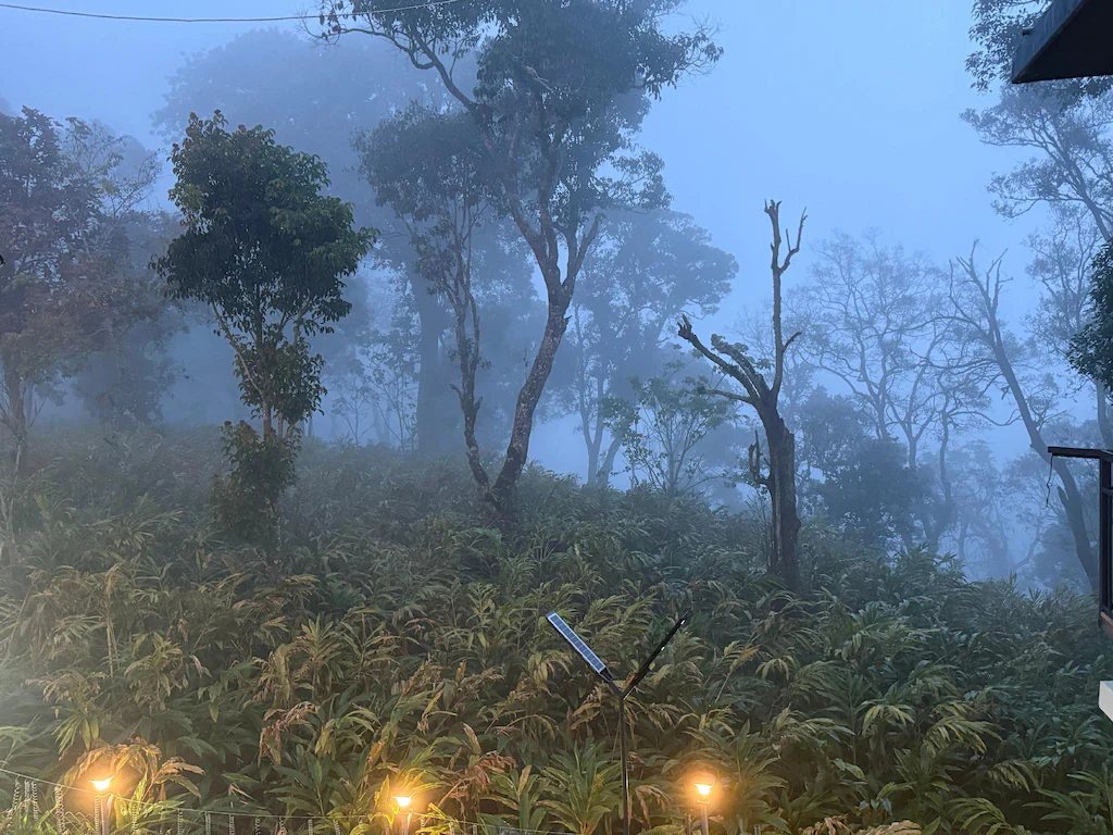 Forest in blue mist at dusk